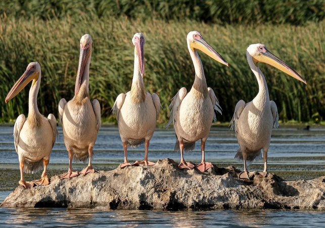 great-white-pelicans-5791396_1280