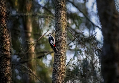 great-spotted-woodpecker-5677069_1280